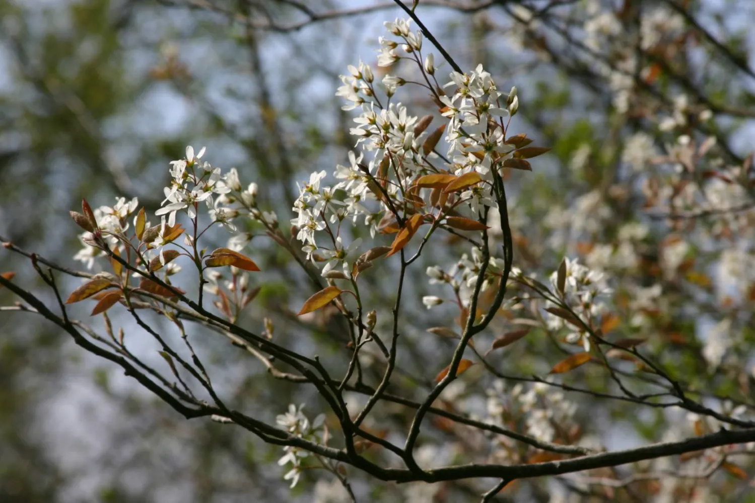 Planten voor vogels